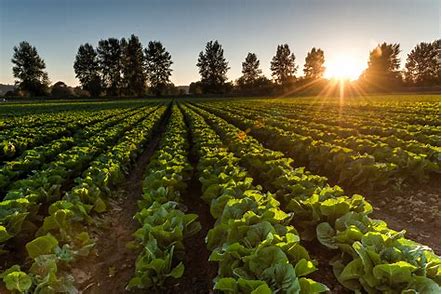 What You Need to Know When Buying Agricultural Land